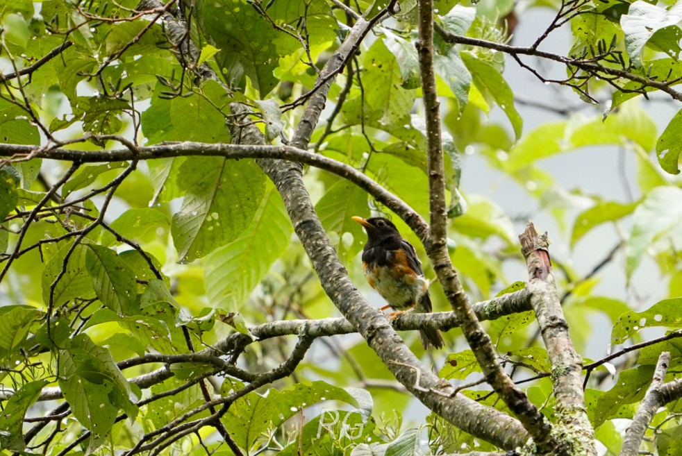 Black-breasted Thrush - ML643238090