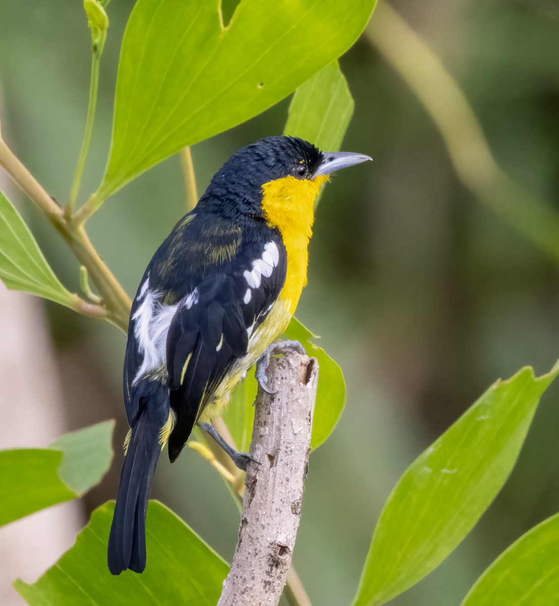 Iora Común - ML643238091