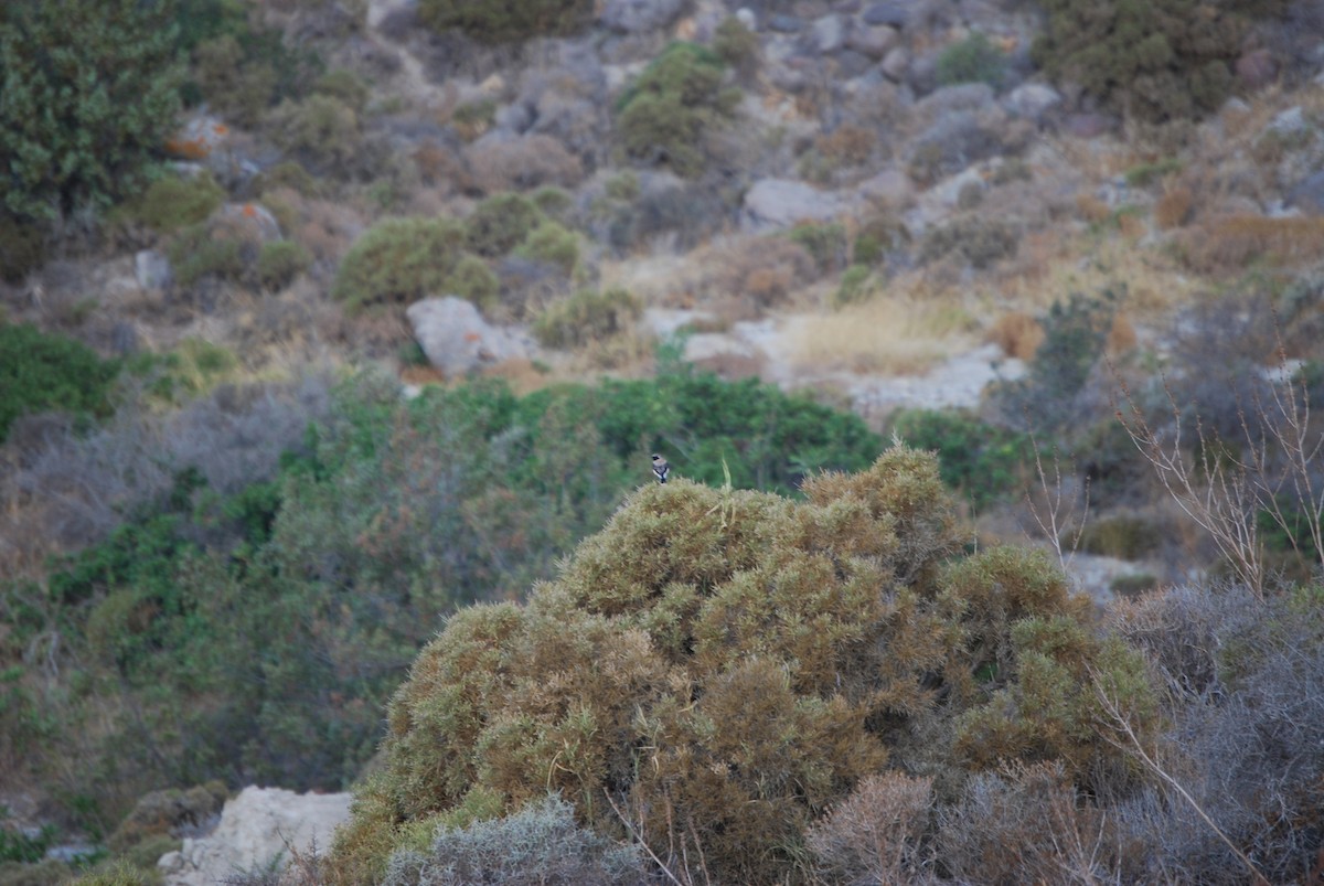 Eastern Black-eared Wheatear - ML643238092