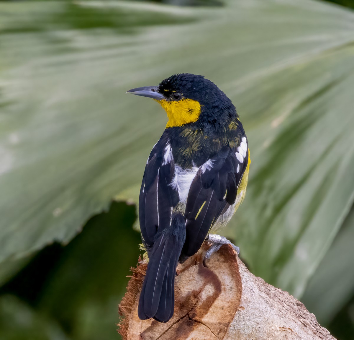 Iora Común - ML643238096