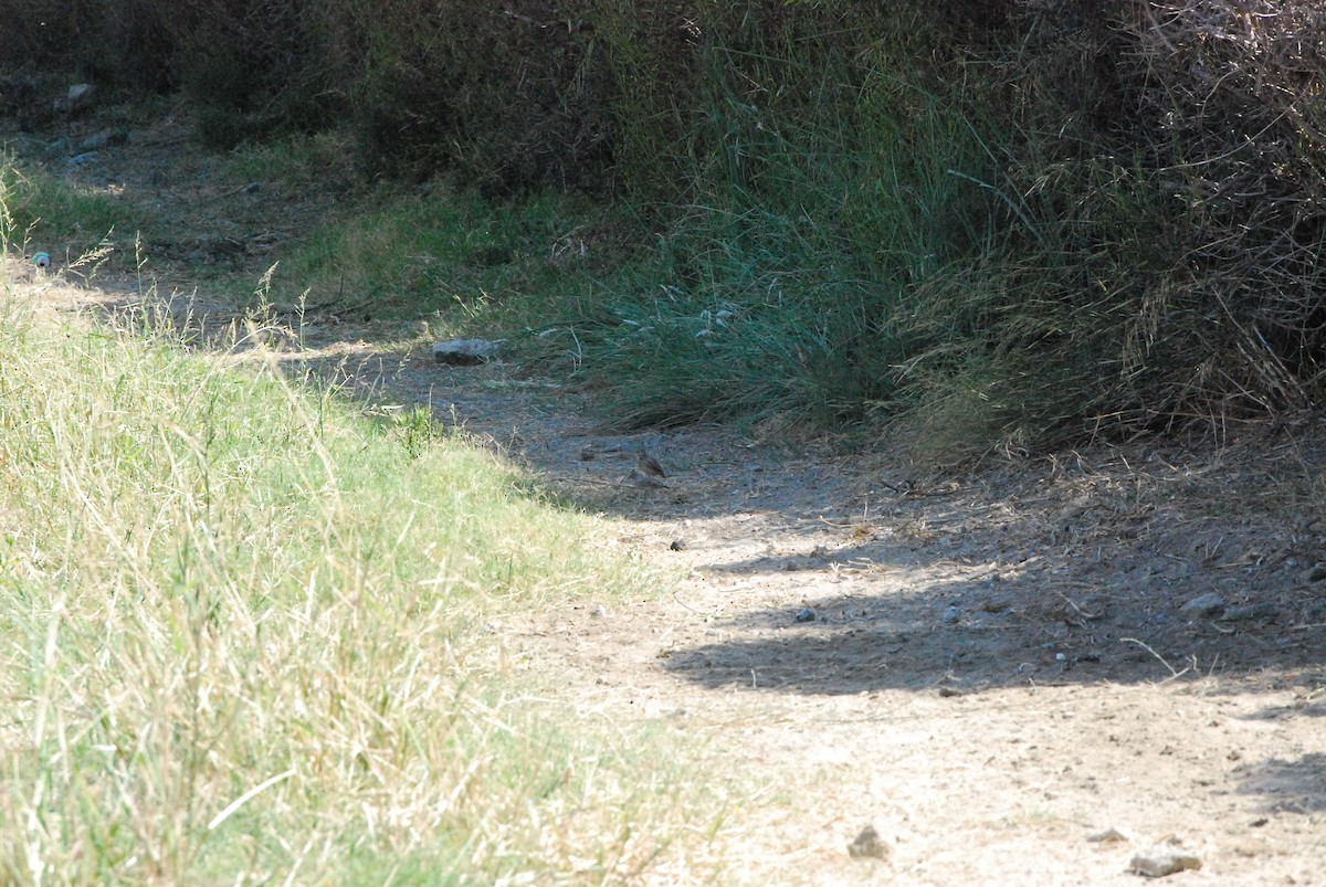 Crested Lark - ML643238103