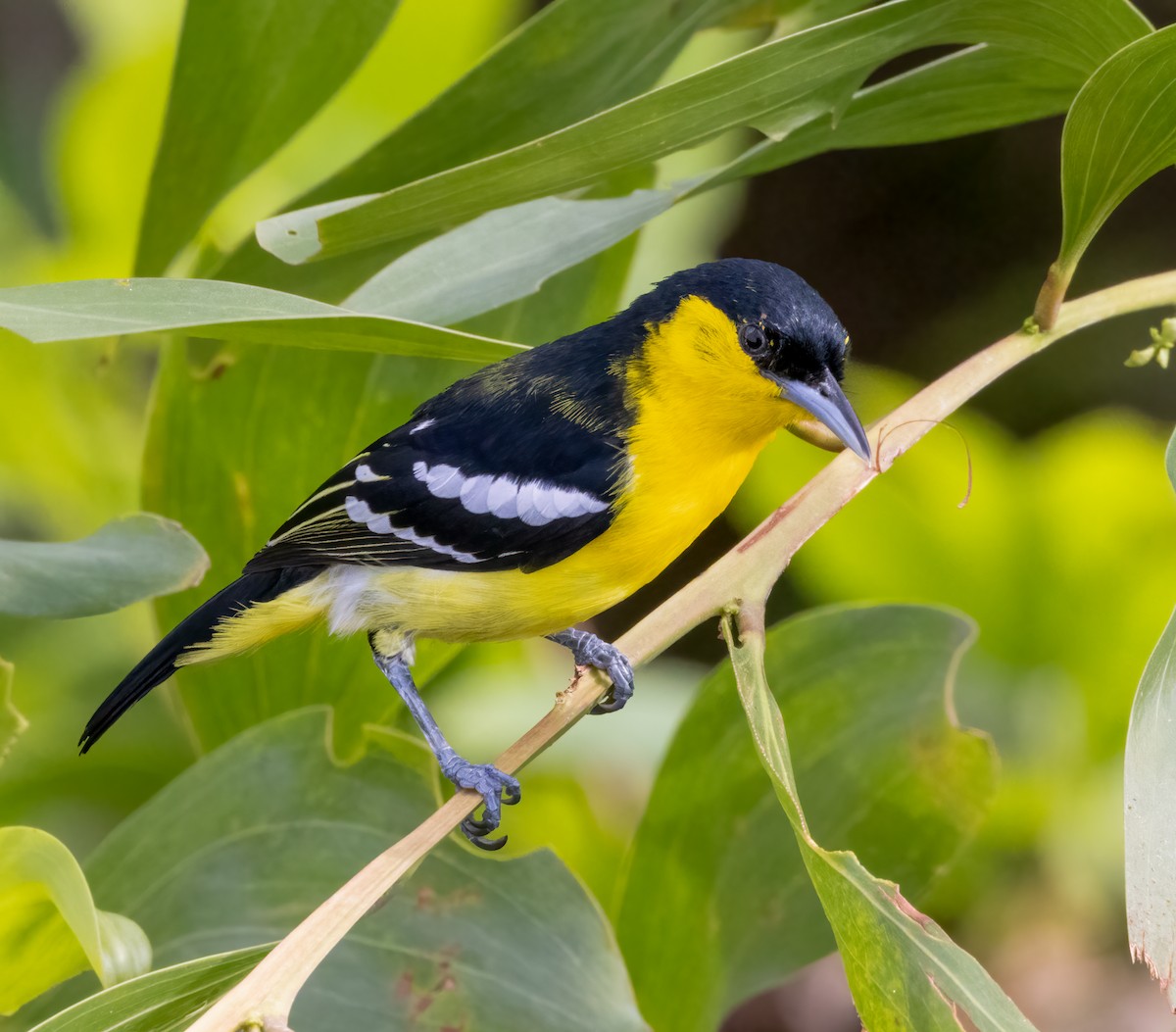 Iora Común - ML643238117