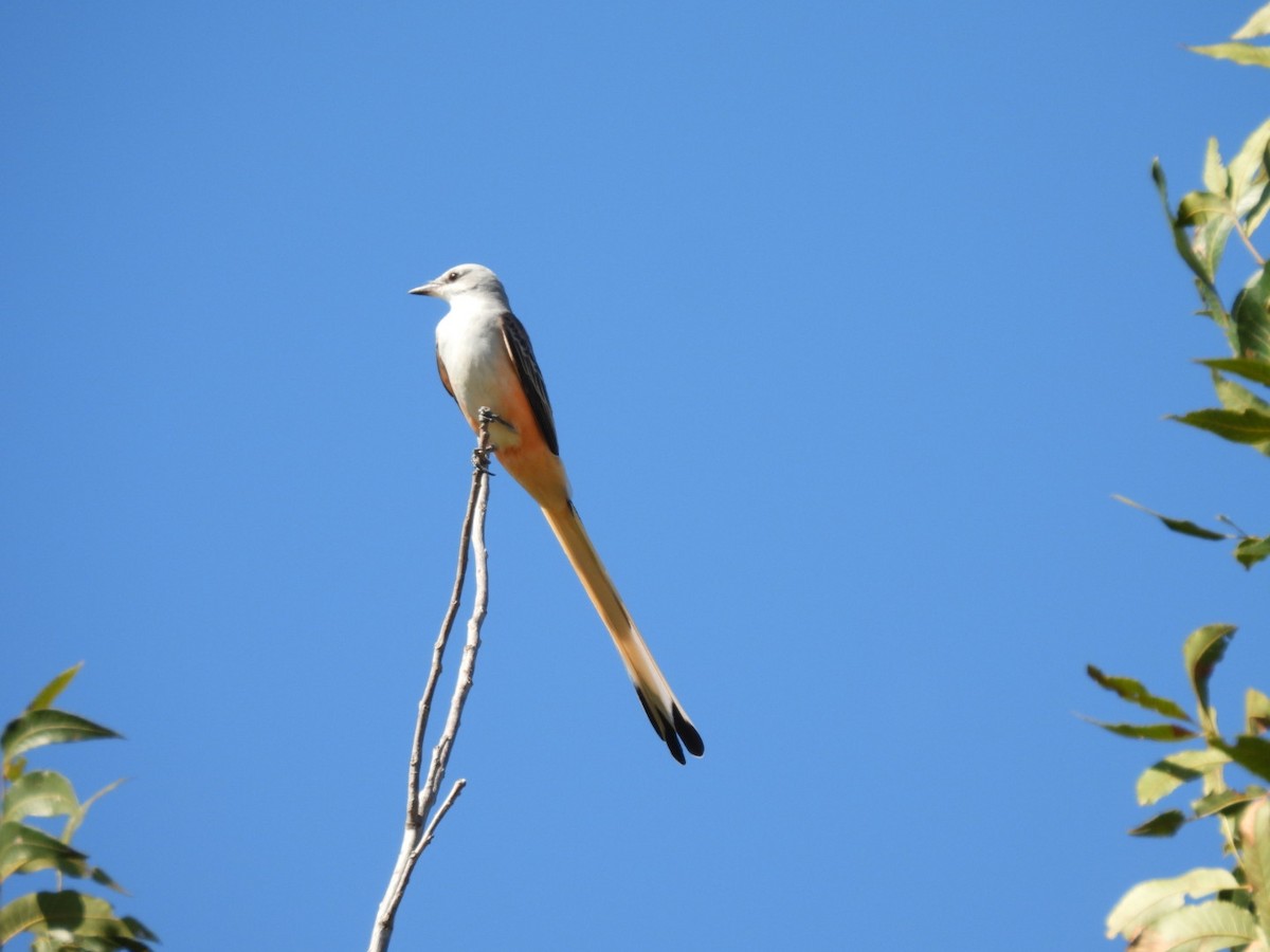 Scissor-tailed Flycatcher - ML643238133