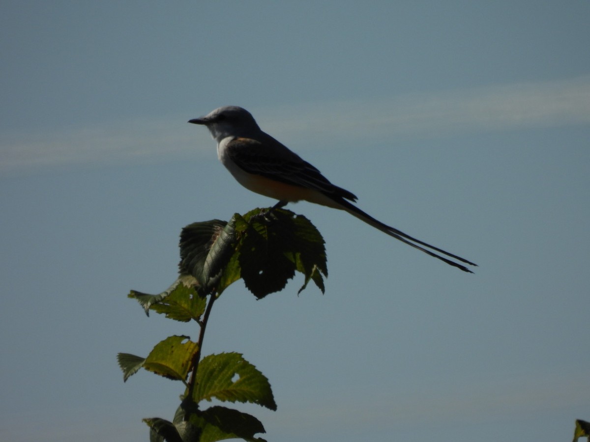 Scissor-tailed Flycatcher - ML643238134