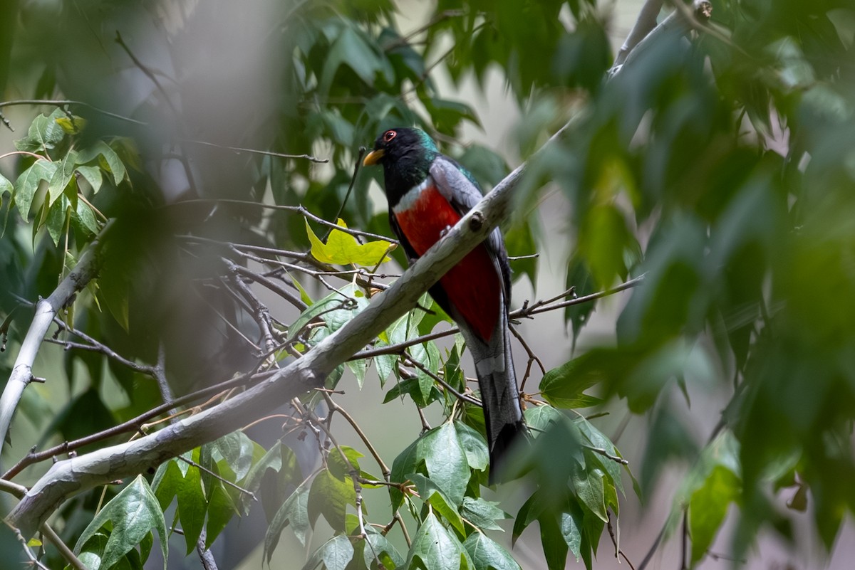 Elegant Trogon (Coppery-tailed) - ML643238146