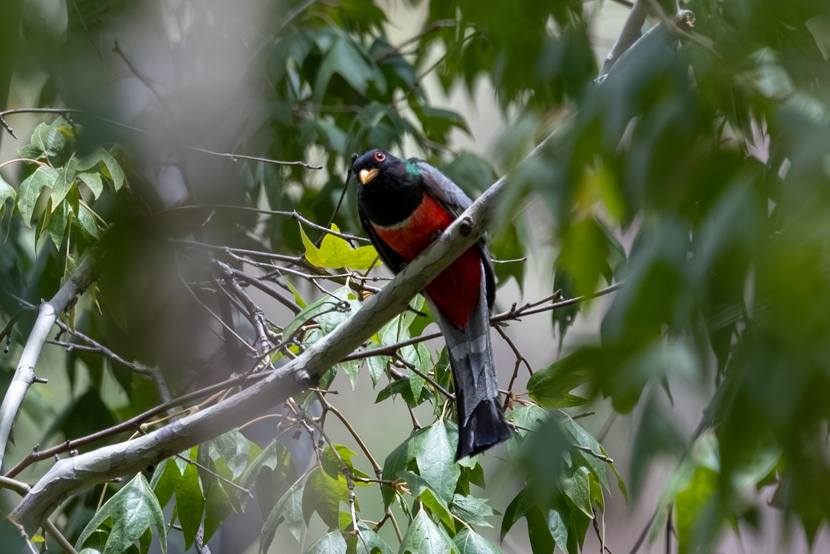 Elegant Trogon (Coppery-tailed) - ML643238147