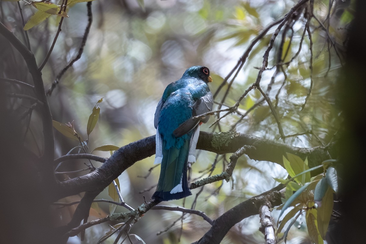 Elegant Trogon (Coppery-tailed) - ML643238148