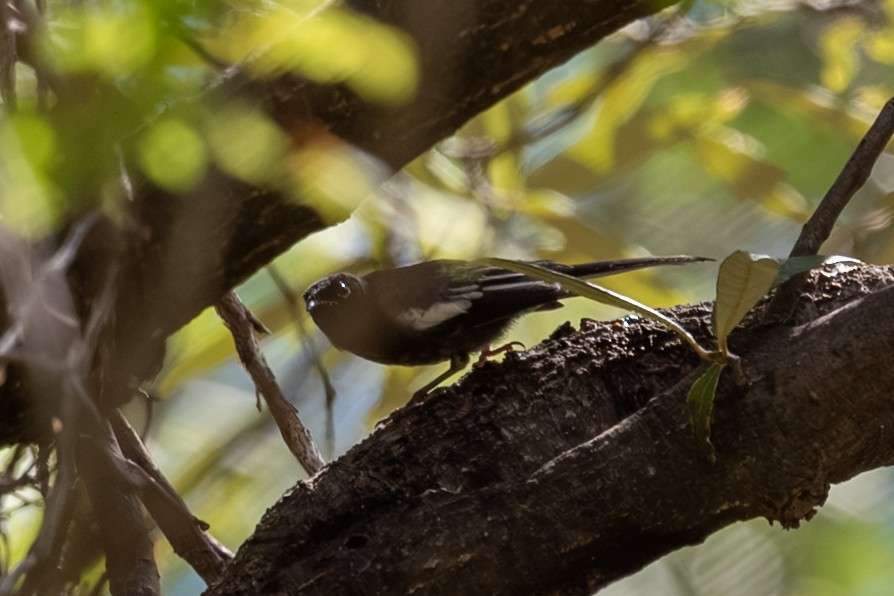 Painted Redstart - ML643238171