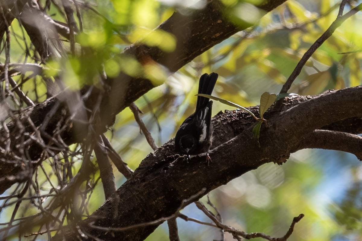 Painted Redstart - ML643238172