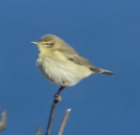 Mosquitero Musical - ML643238193
