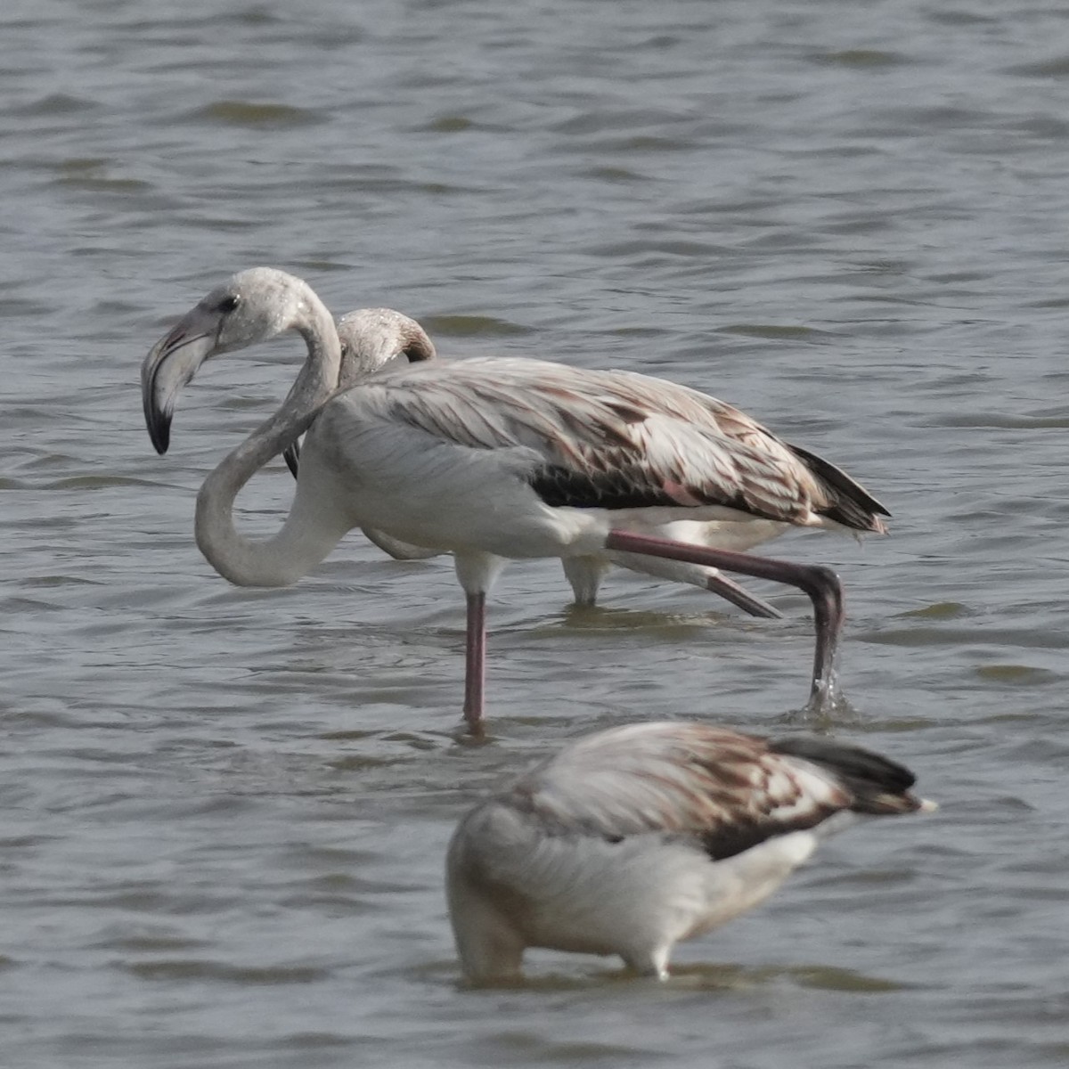 Ягаан нал - ML643238194