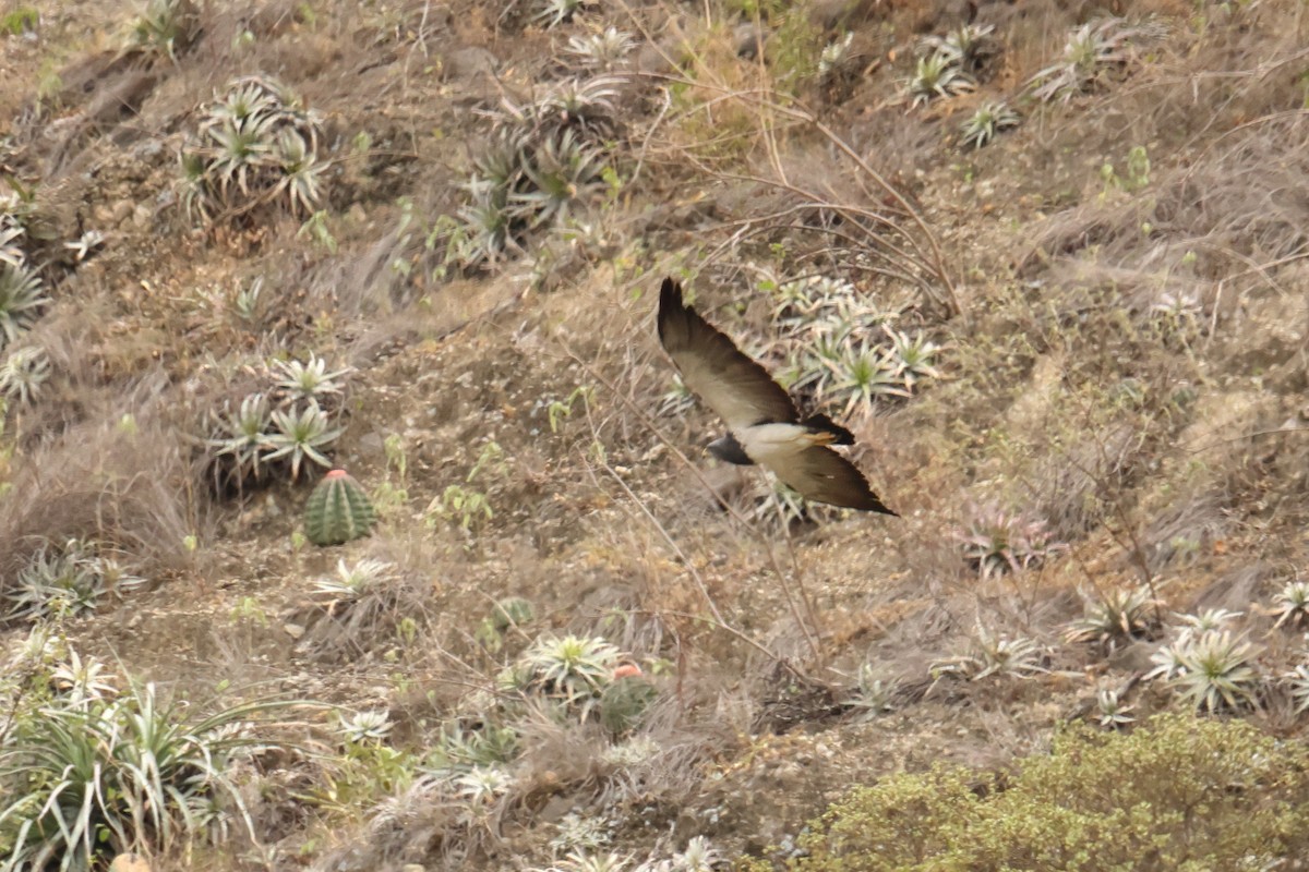 Black-chested Buzzard-Eagle - ML643238200