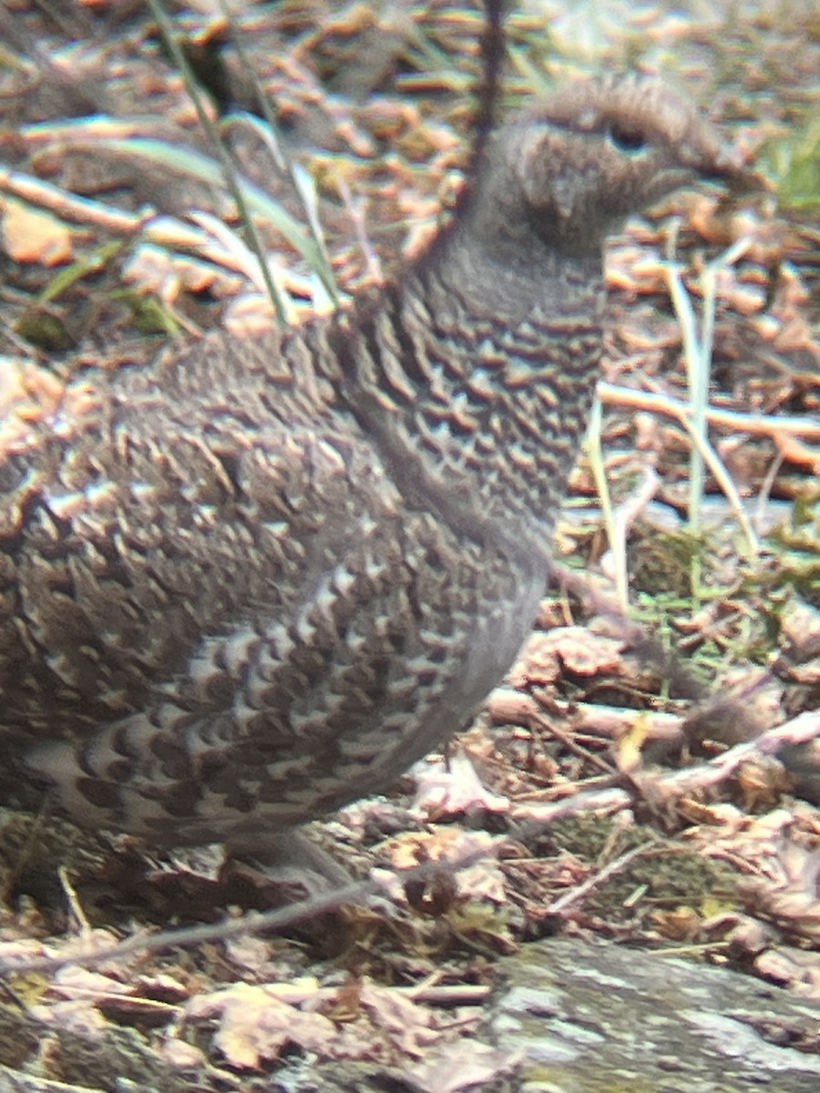 Dusky Grouse - ML643238201