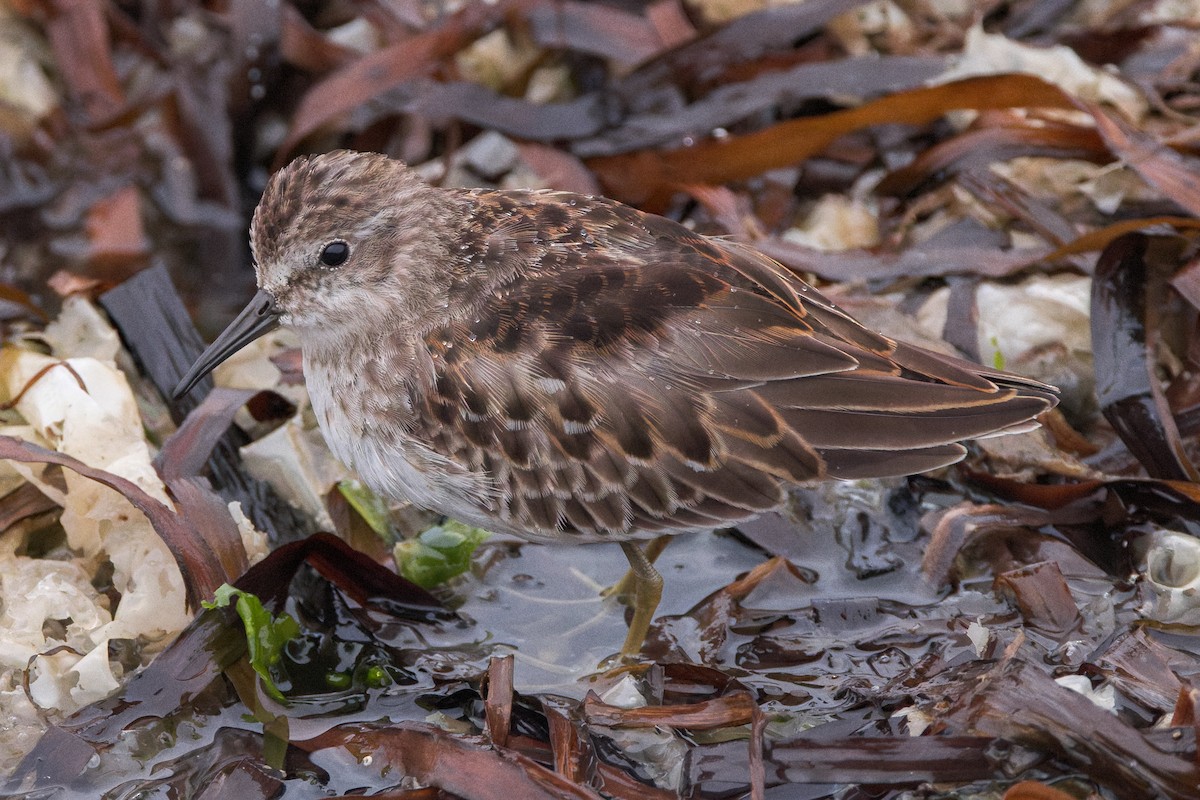 Least Sandpiper - ML643238210