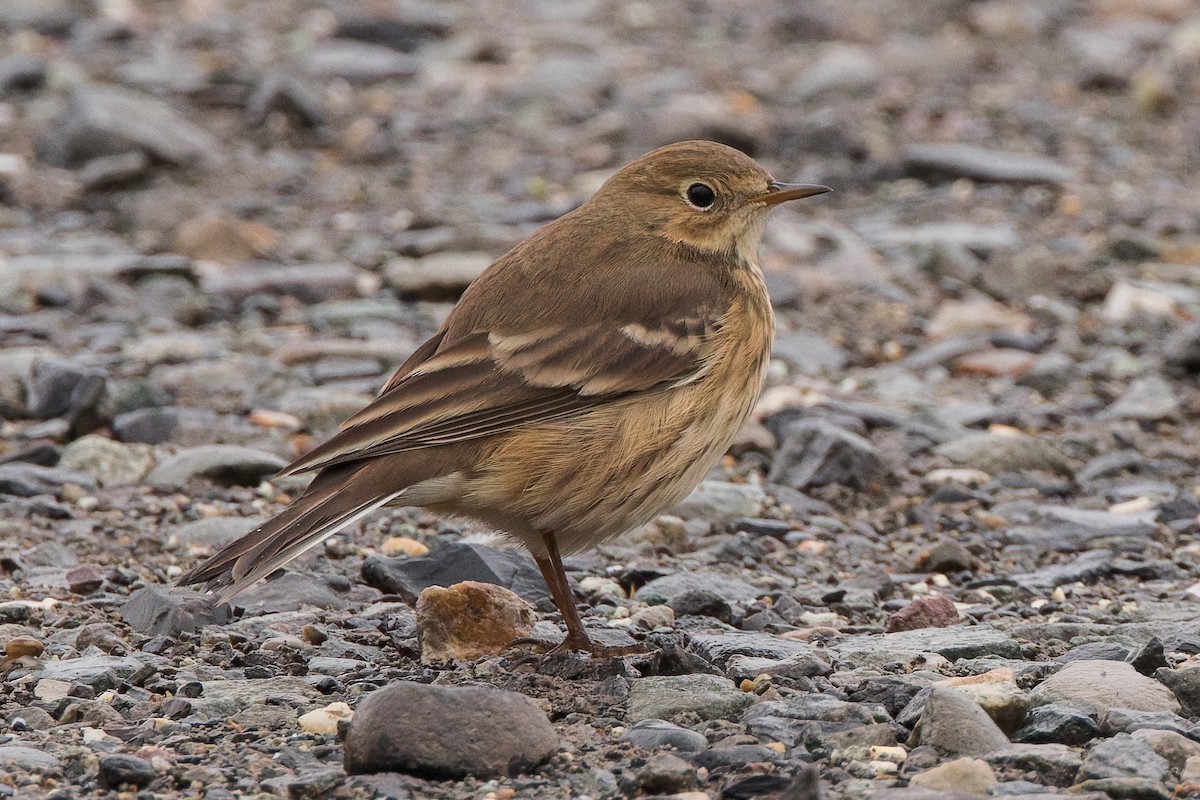 American Pipit - ML643238216