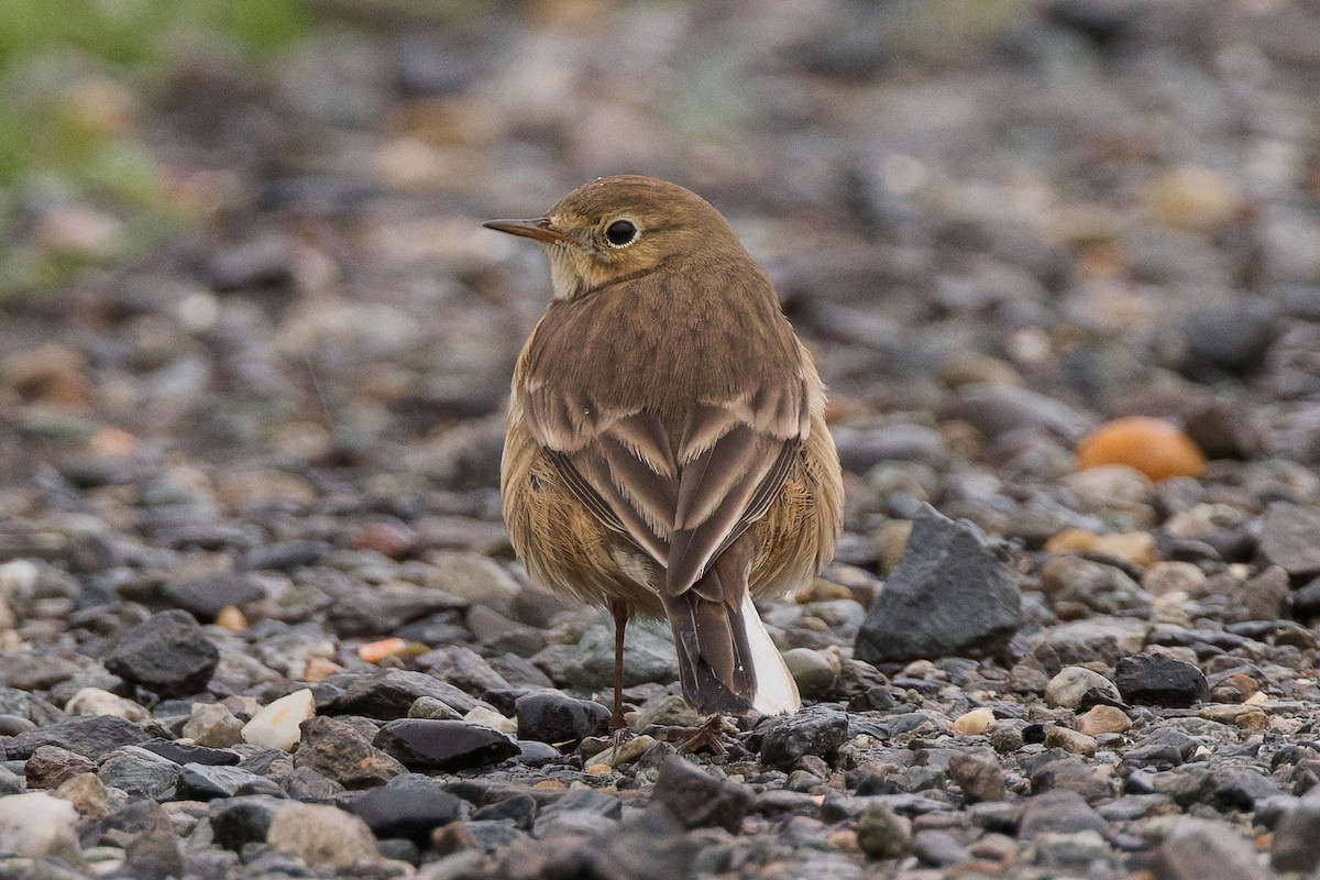 American Pipit - ML643238217