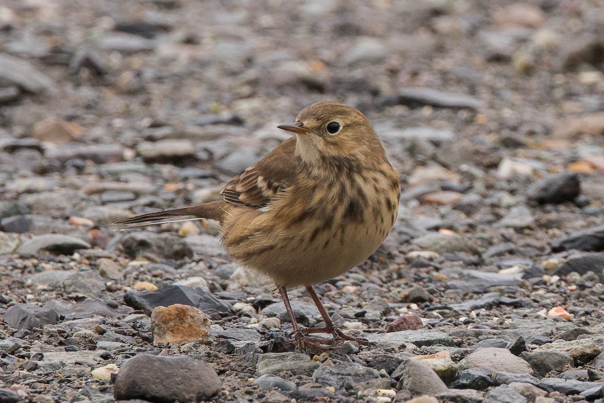 American Pipit - ML643238218