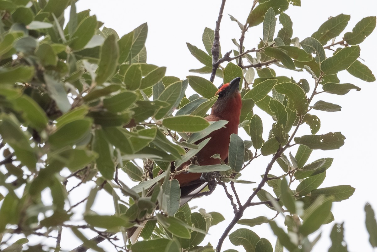 Hepatic Tanager - ML643238221
