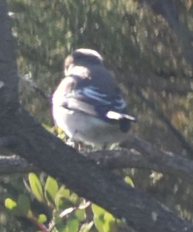 Papamoscas Cerrojillo - ML643238222