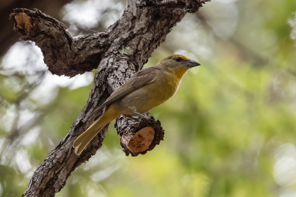 Hepatic Tanager - ML643238236