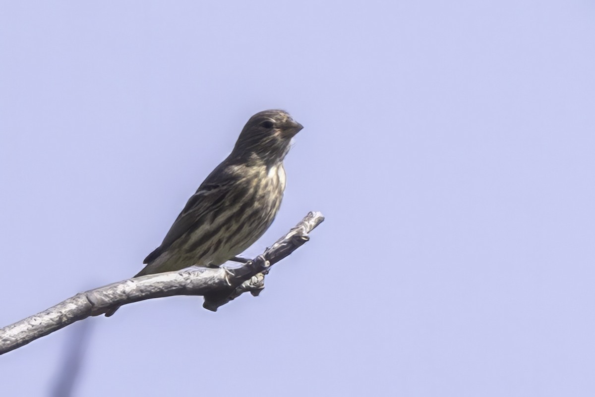 House Finch - ML643238250