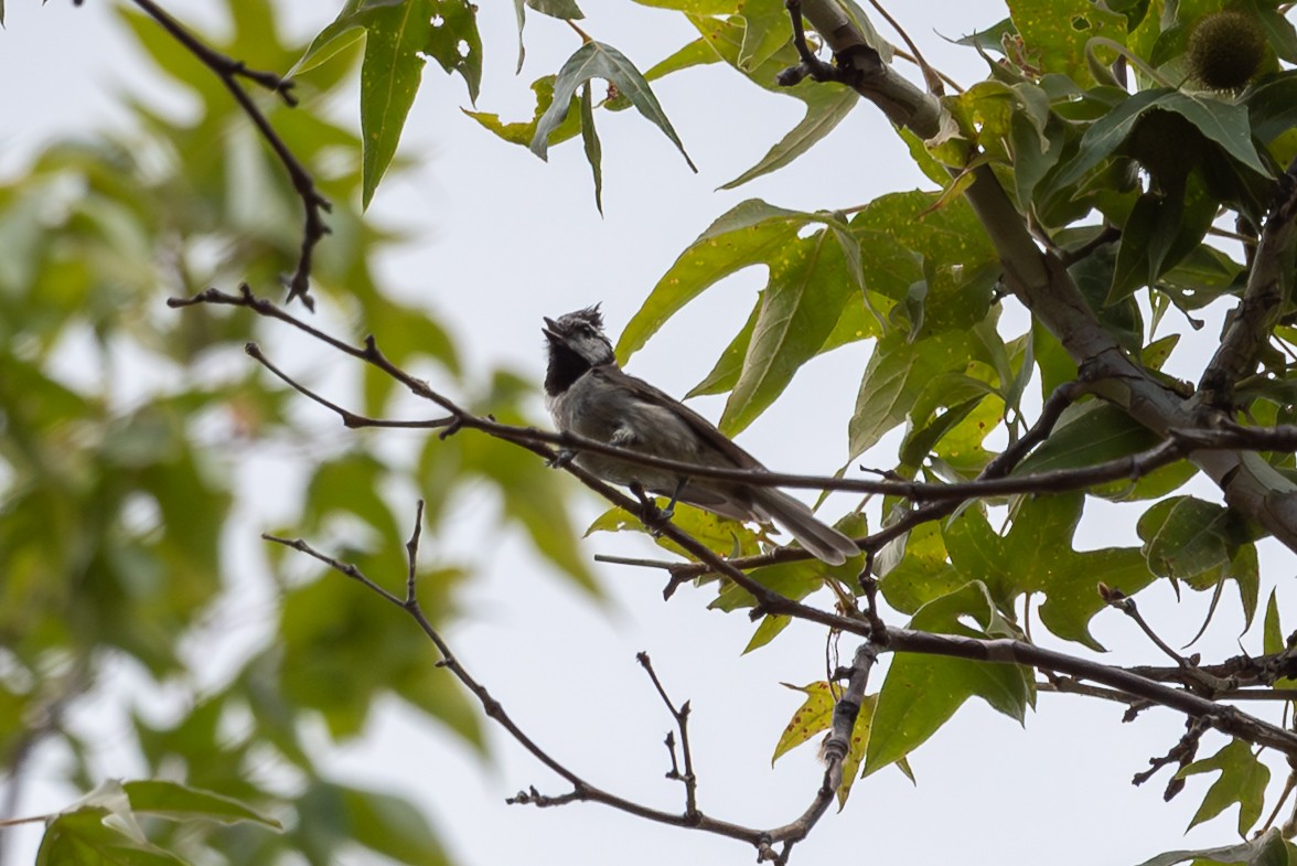 Bridled Titmouse - ML643238251