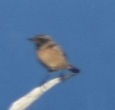 Tarabilla Europea - ML643238284