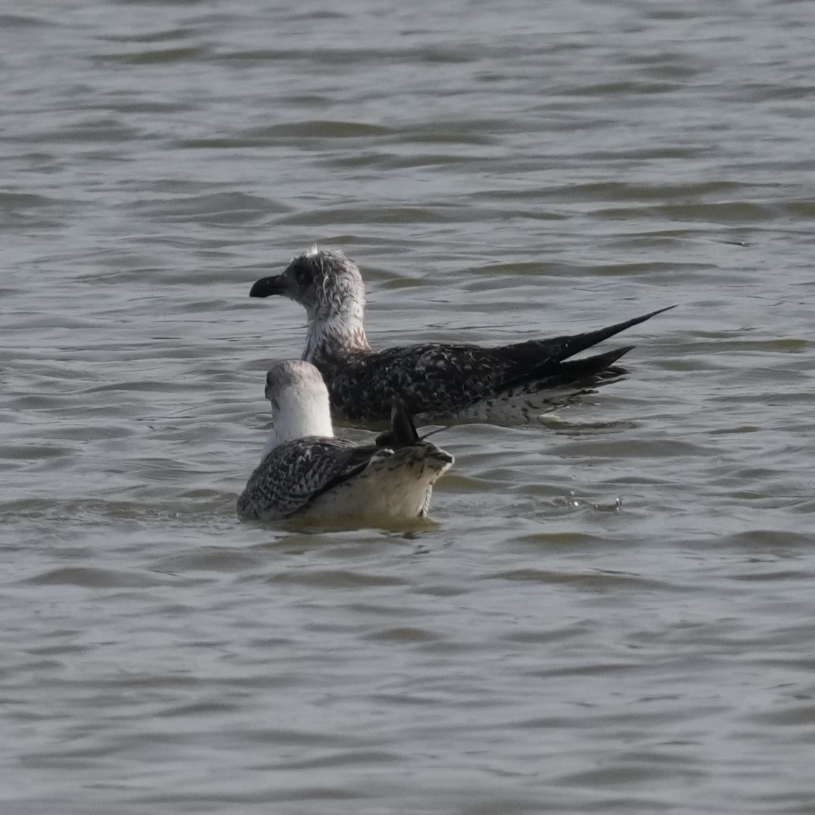 Yellow-legged Gull - ML643238305