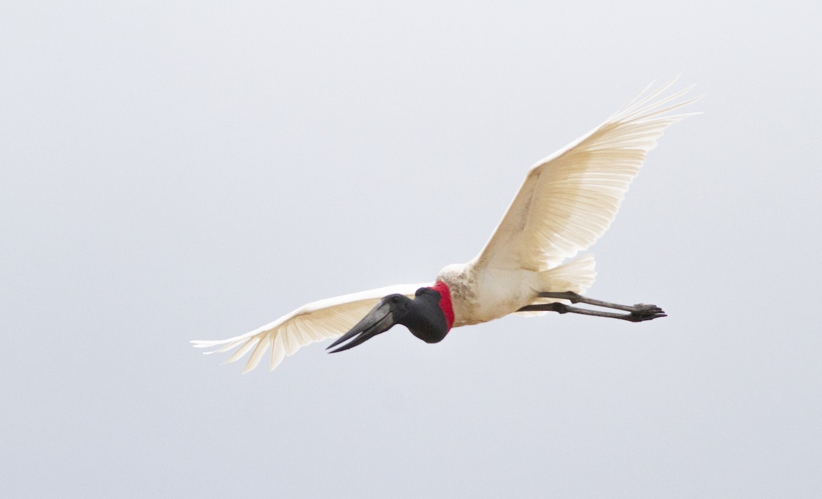 Jabiru - ML643238312