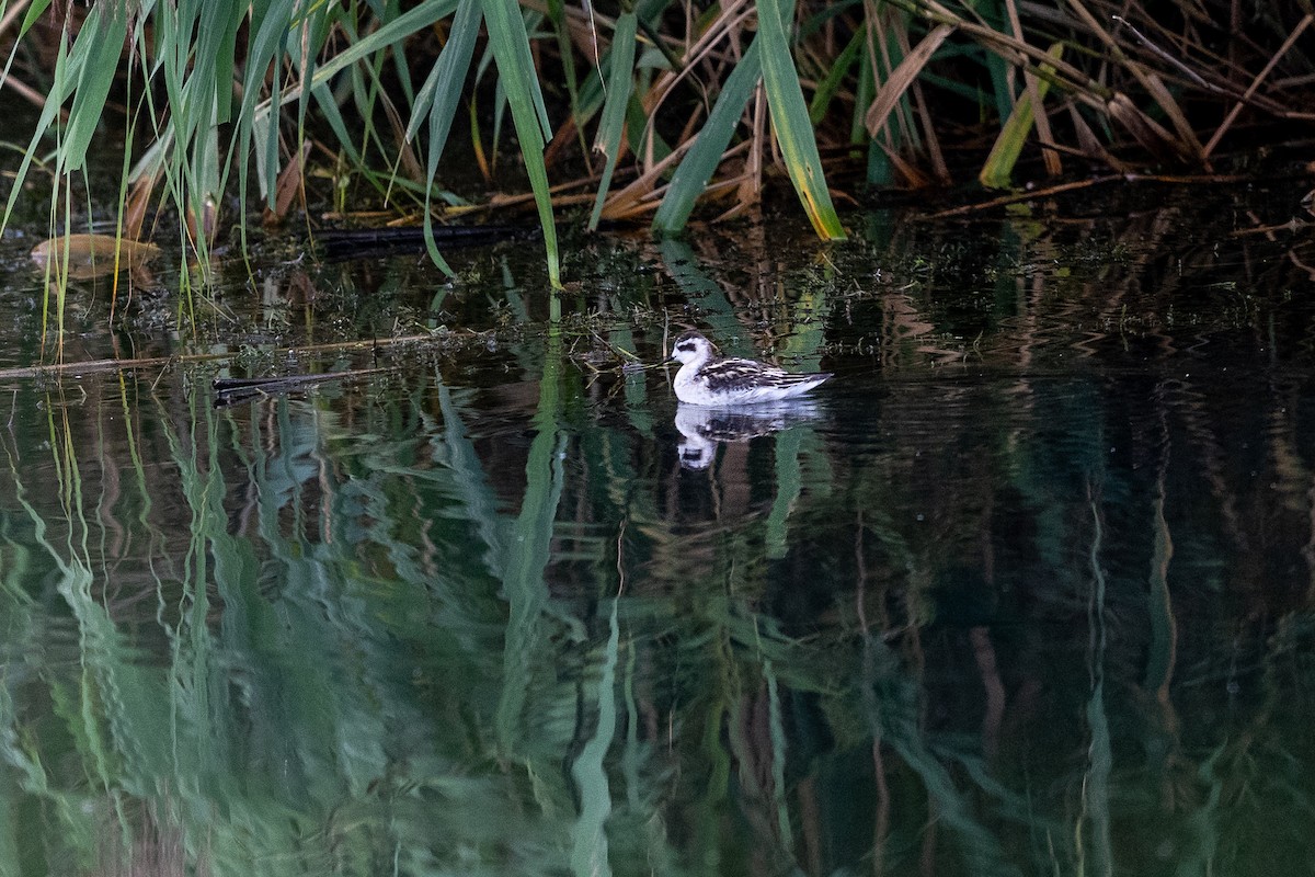 Red-necked Phalarope - ML643238348