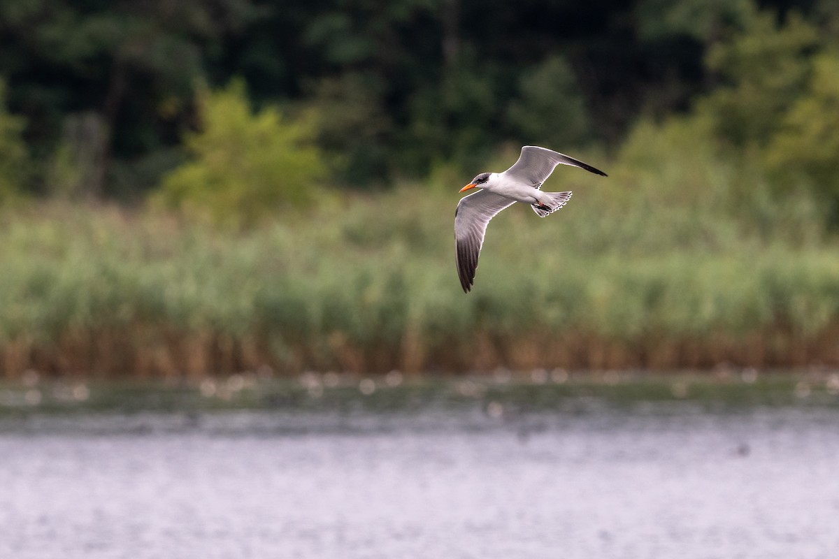 Caspian Tern - ML643238355