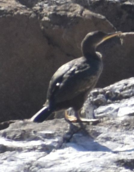 Cormorán Moñudo - ML643238359