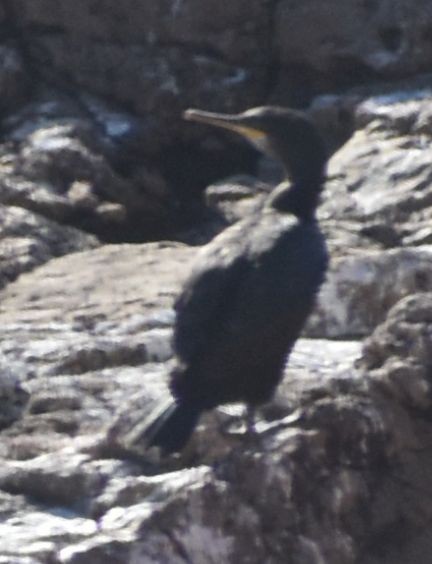 Cormorán Moñudo - ML643238360