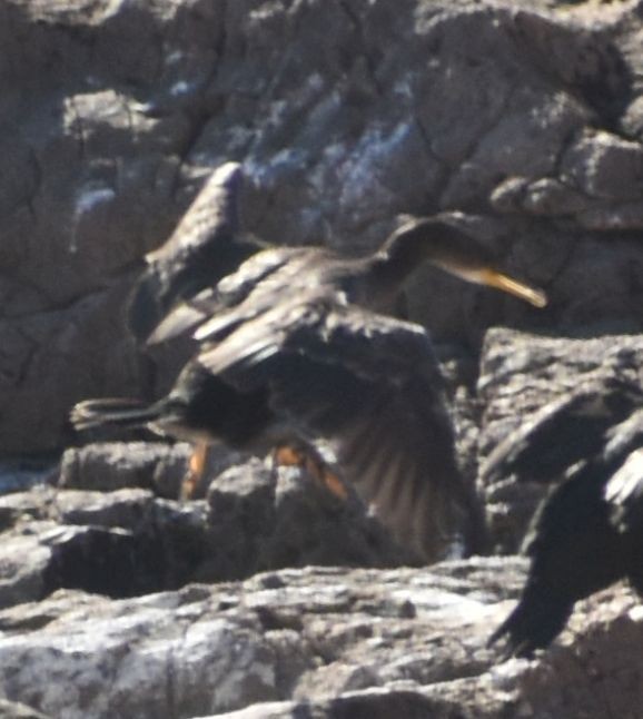 Cormorán Moñudo - ML643238361