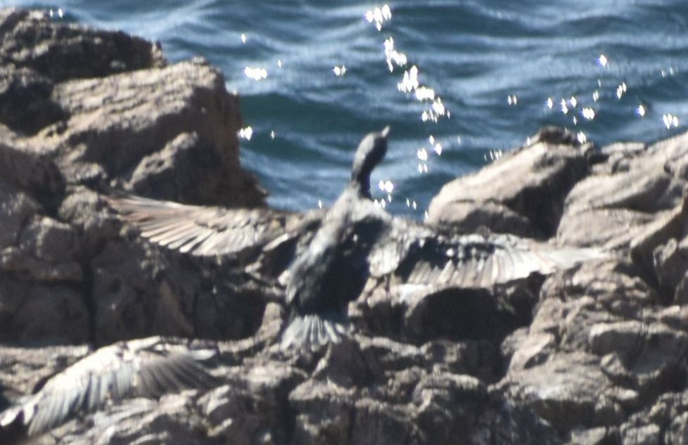 Cormorán Moñudo - ML643238362