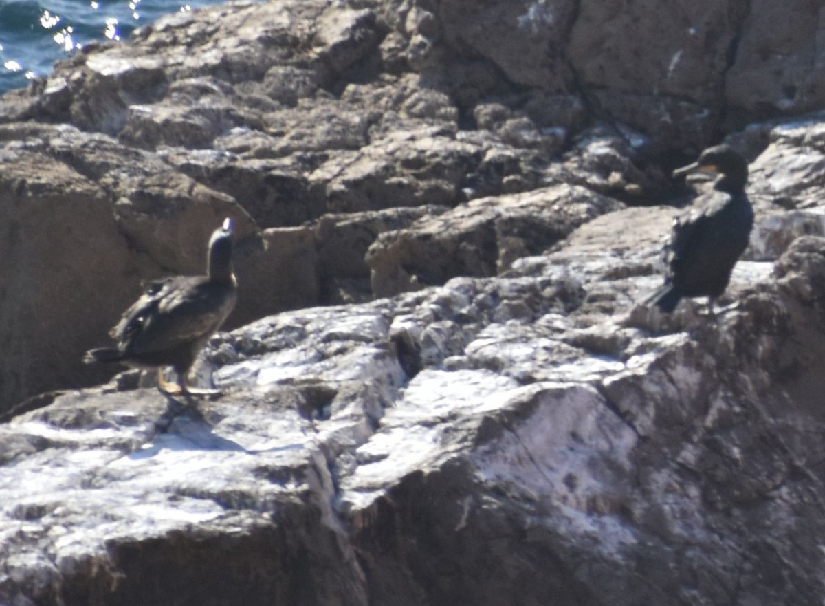 Cormorán Moñudo - ML643238363