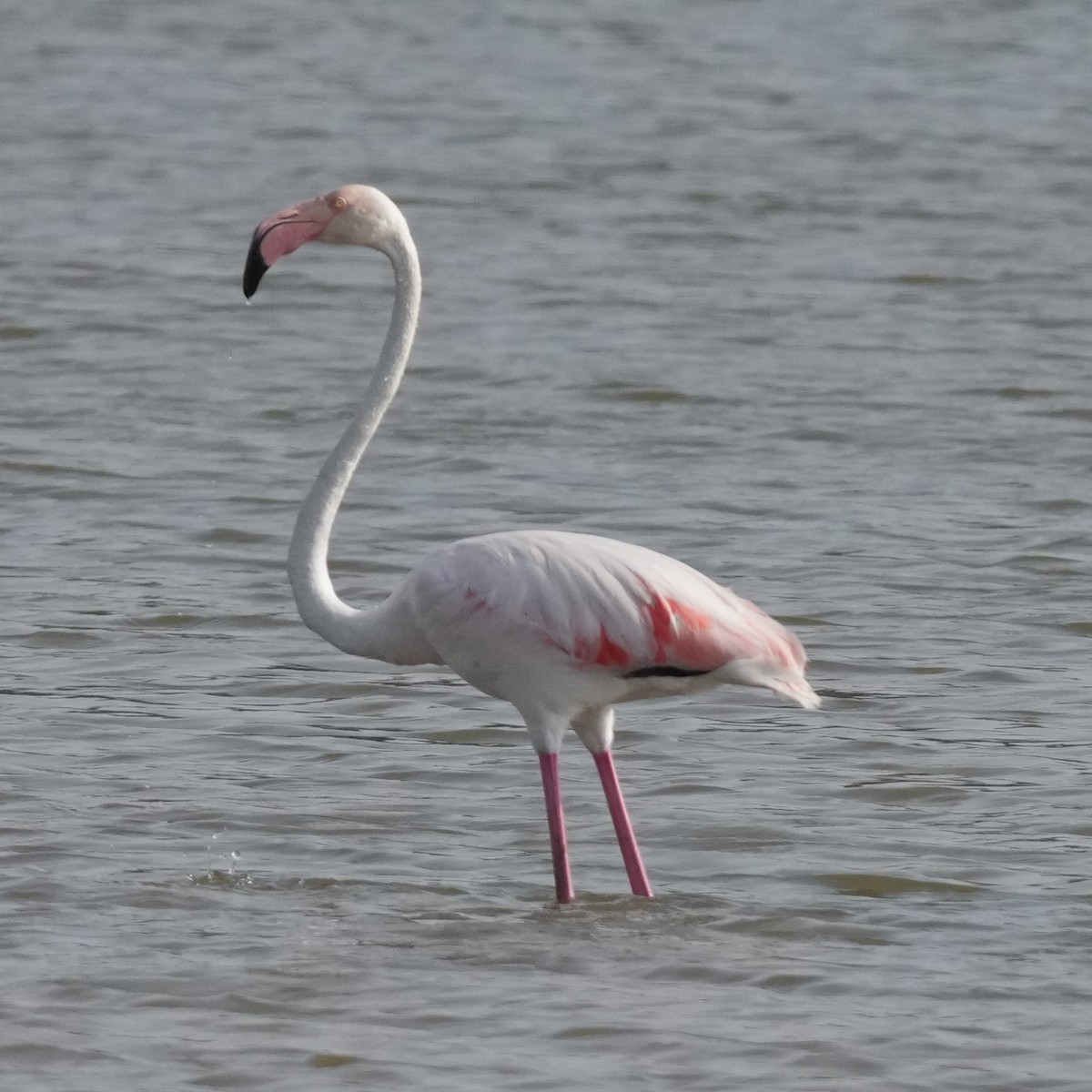 Ягаан нал - ML643238375