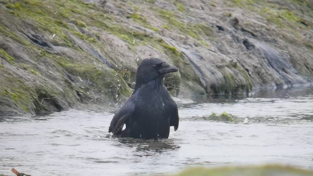 Carrion Crow - ML643238403