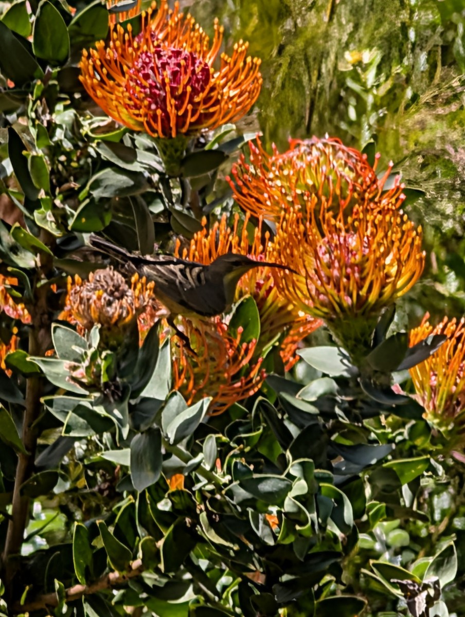 Malachite Sunbird - ML643238410
