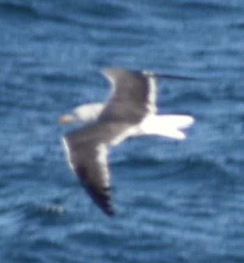 Gaviota Sombría - ML643238423
