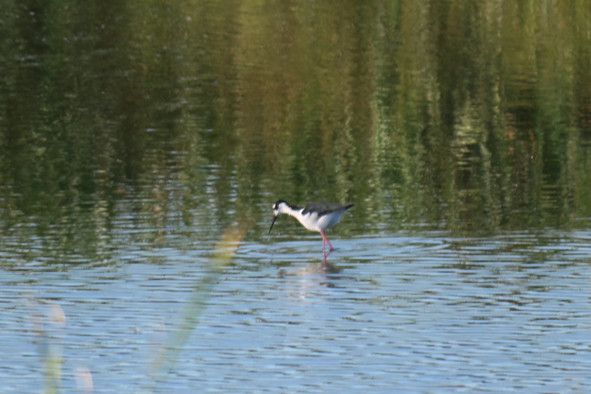 Black-necked Stilt - ML643238429