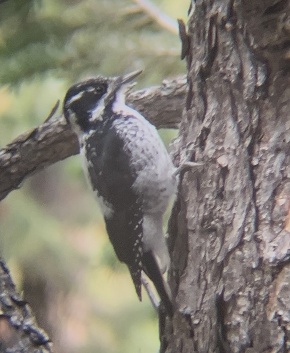 American Three-toed Woodpecker - ML643238430