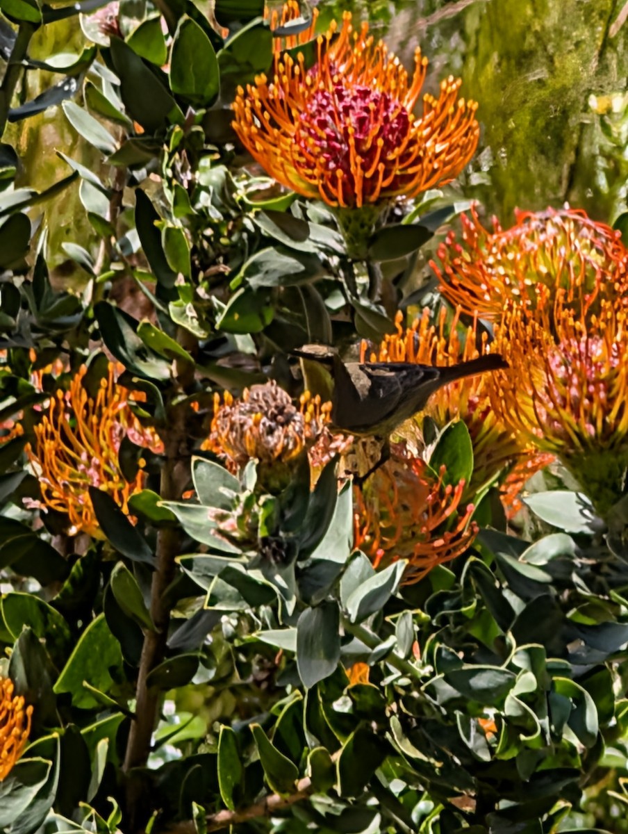 Malachite Sunbird - ML643238441