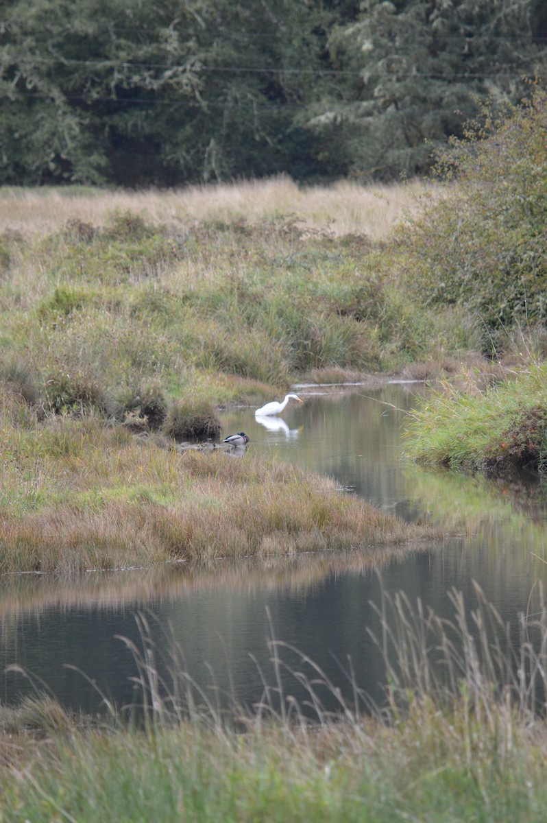 Koartza zuria - ML643238470