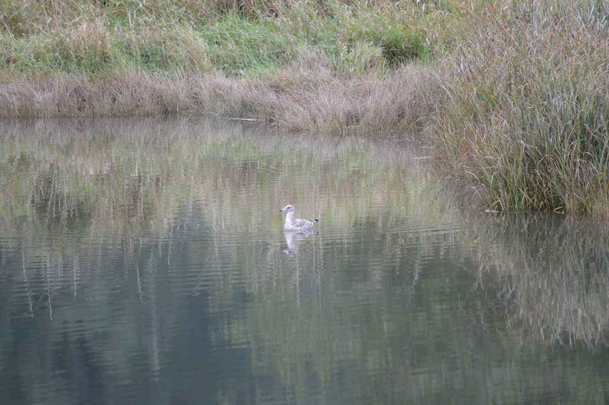 Delawareko kaioa - ML643238481