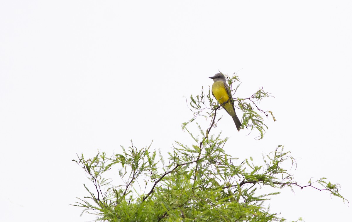 Tropical Kingbird - ML643238488