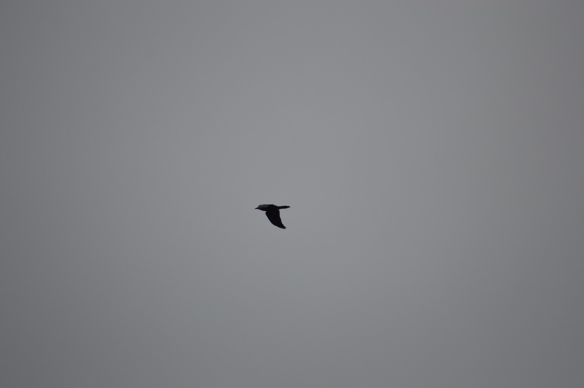 Common Raven - ML643238490