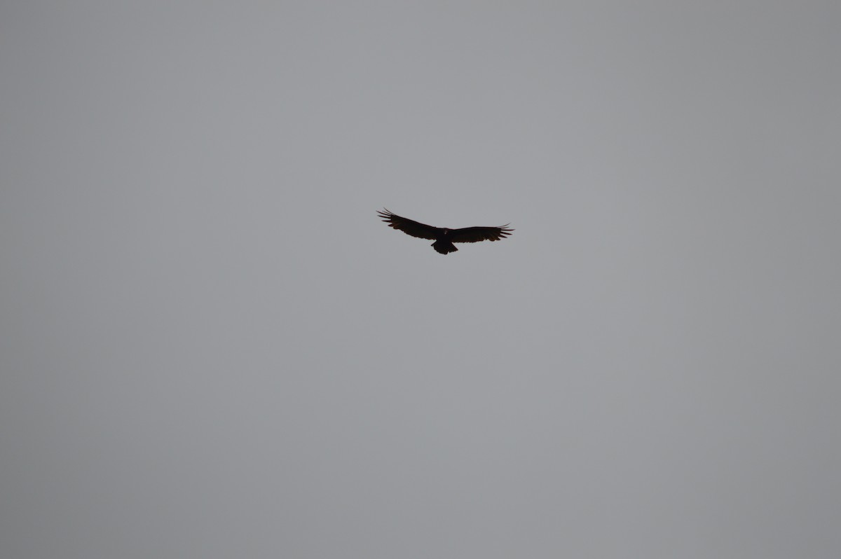 Zopilote indioilarra - ML643238503