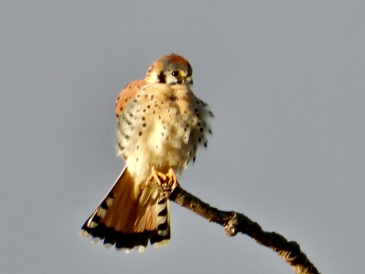 American Kestrel - ML643238519