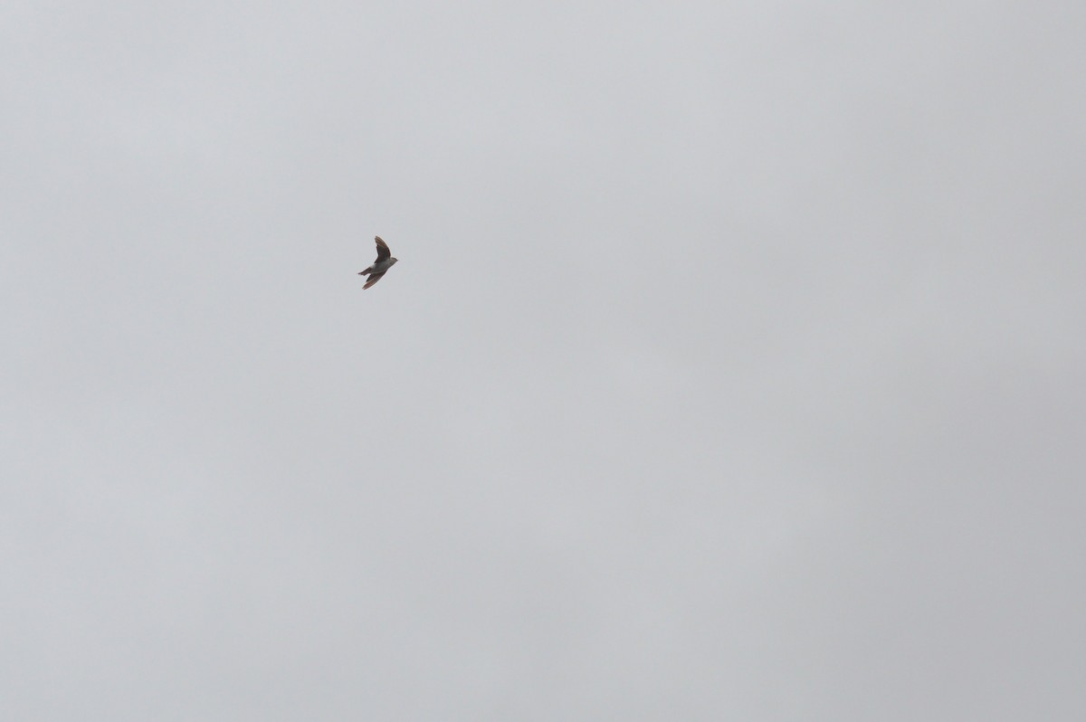 Elai kolorebikoa - ML643238526